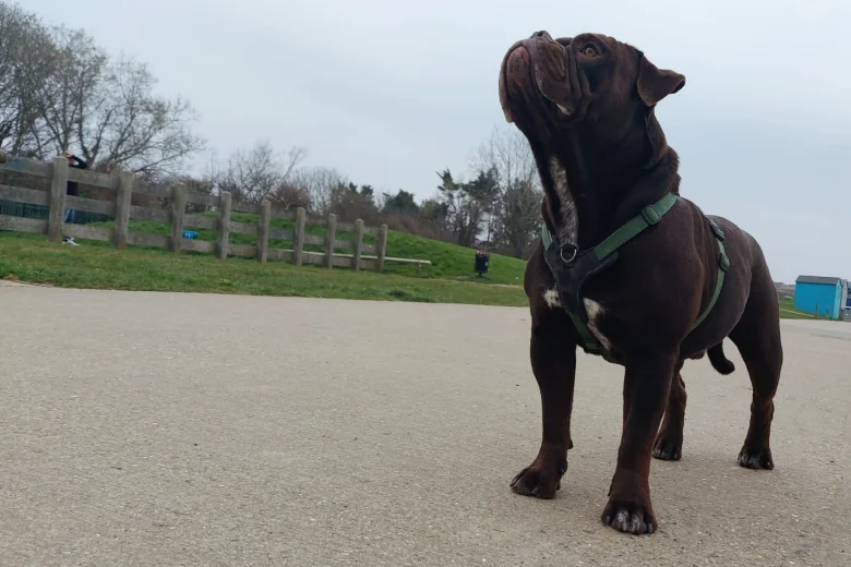 Dorset Olde Tyme Bulldogge