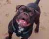 Dorset Olde Tyme Bulldogge