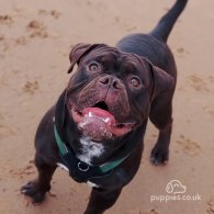 Dorset Olde Tyme Bulldogge