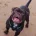 Dorset Olde Tyme Bulldogge
