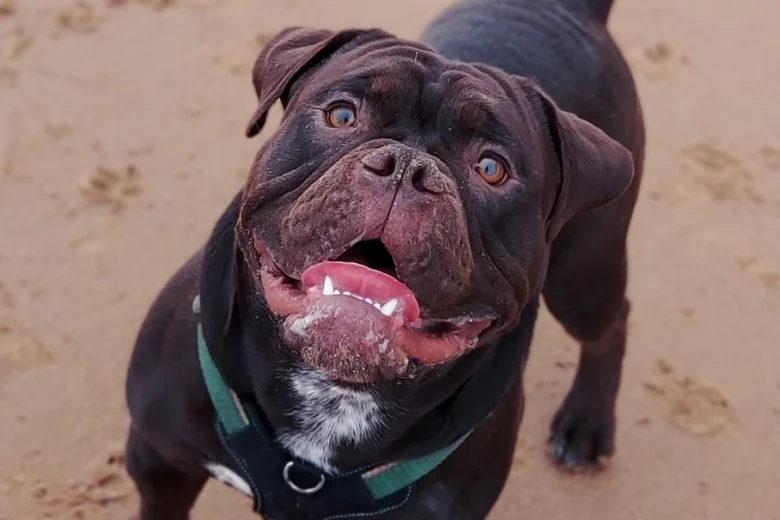 Dorset Olde Tyme Bulldogge