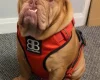 English Bulldog