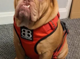 English Bulldog