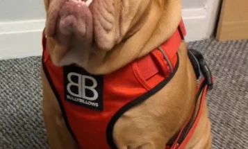English Bulldog