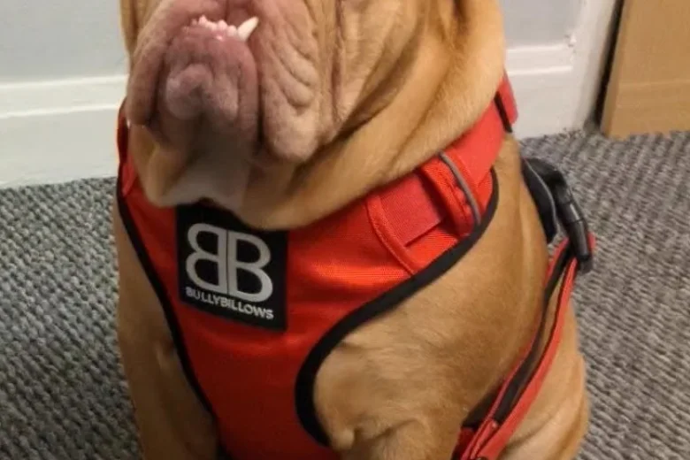 English Bulldog
