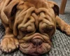 English Bulldog