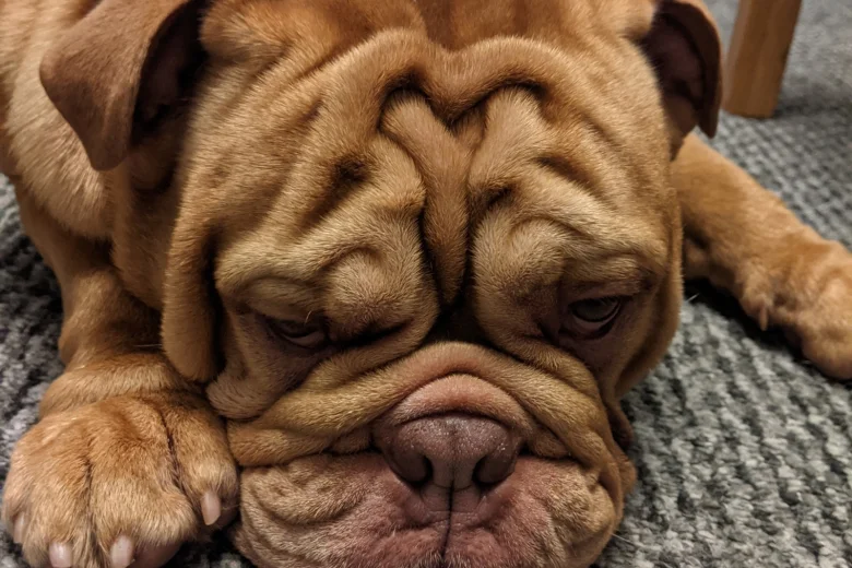 English Bulldog