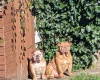 English Bulldog
