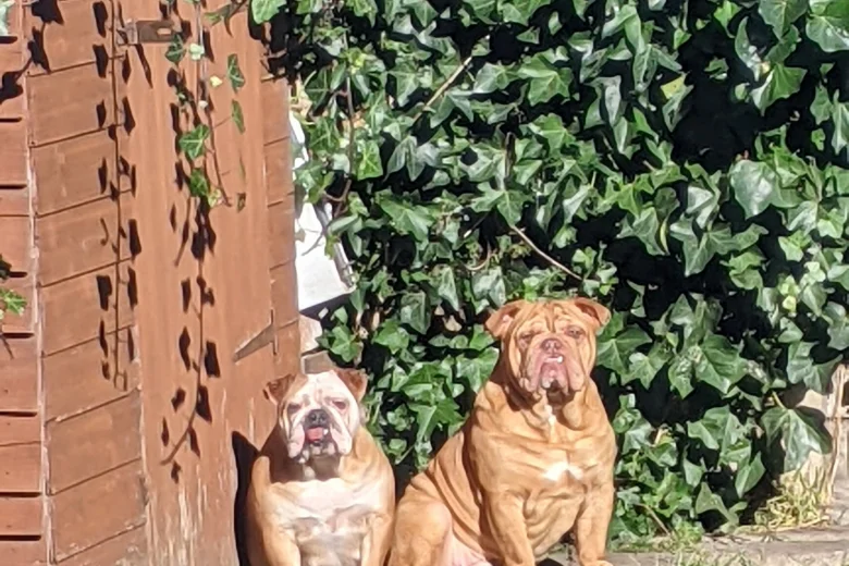English Bulldog