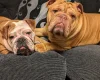 English Bulldog