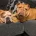 English Bulldog