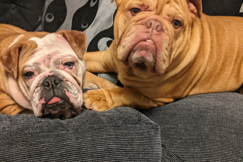 English Bulldog