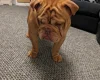 English Bulldog