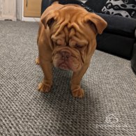 English Bulldog