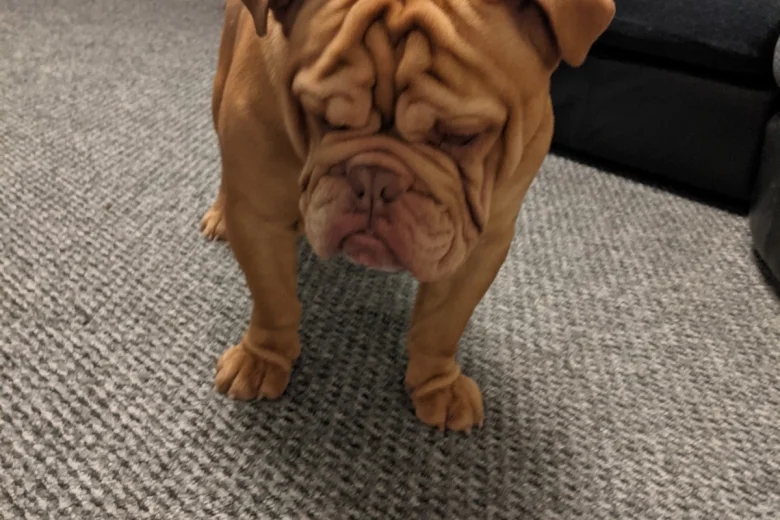 English Bulldog