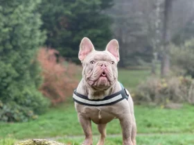 French Bulldog