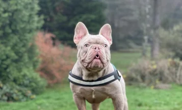 French Bulldog