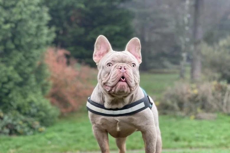 French Bulldog