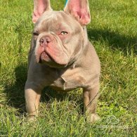 French Bulldog