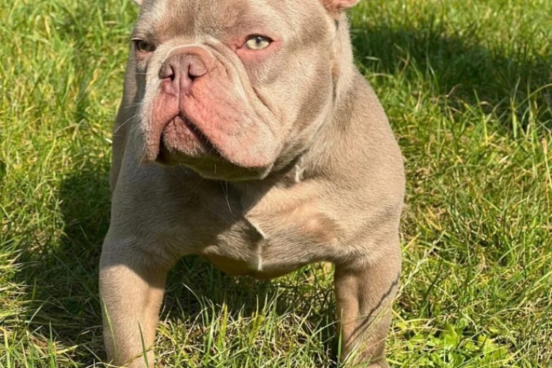 French Bulldog