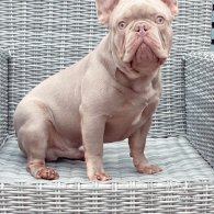 French Bulldog