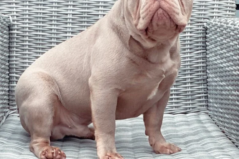French Bulldog