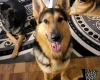 German Shepherd (Alsatian)