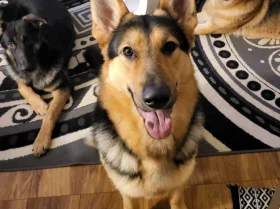 German Shepherd (Alsatian)