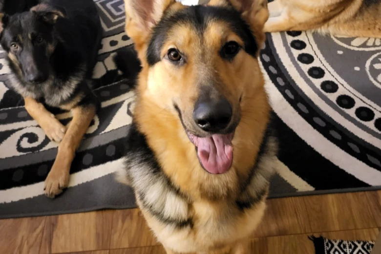 German Shepherd (Alsatian)