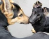 German Shepherd (Alsatian)