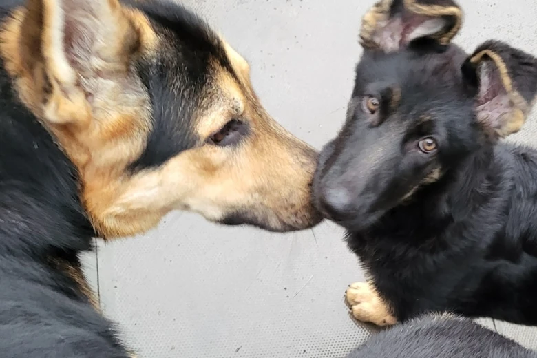 German Shepherd (Alsatian)