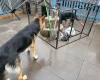 German Shepherd (Alsatian)