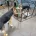 German Shepherd (Alsatian)