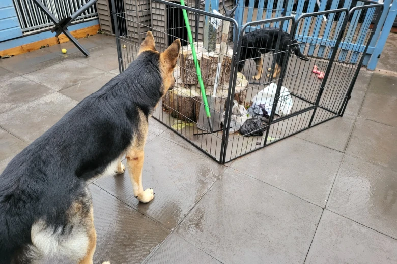 German Shepherd (Alsatian)