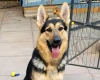 German Shepherd (Alsatian)