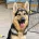 German Shepherd (Alsatian)
