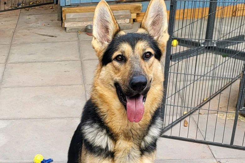 German Shepherd (Alsatian)