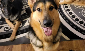 German Shepherd (Alsatian)
