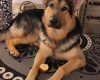 German Shepherd (Alsatian)