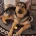 German Shepherd (Alsatian)