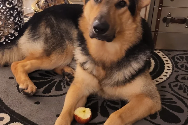 German Shepherd (Alsatian)