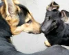 German Shepherd (Alsatian)