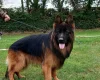 German Shepherd (Alsatian)