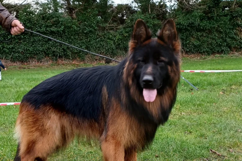 German Shepherd (Alsatian)