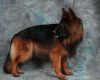 German Shepherd (Alsatian)