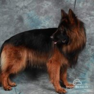 German Shepherd (Alsatian)