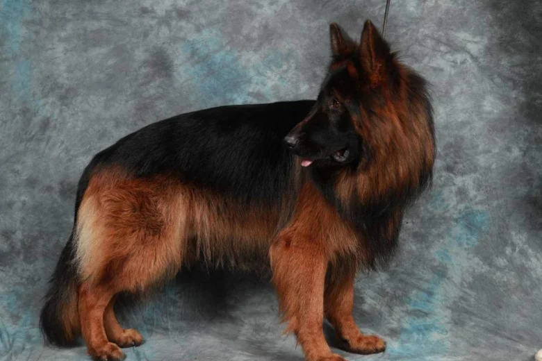 German Shepherd (Alsatian)