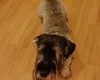 Giant Schnauzer