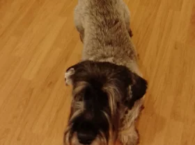 Giant Schnauzer