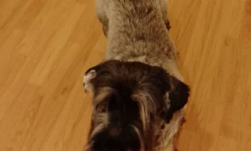 Giant Schnauzer